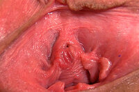 Discount Price Gape My Pussy s5