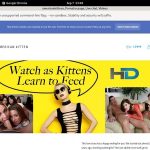 Register Americankitten.com